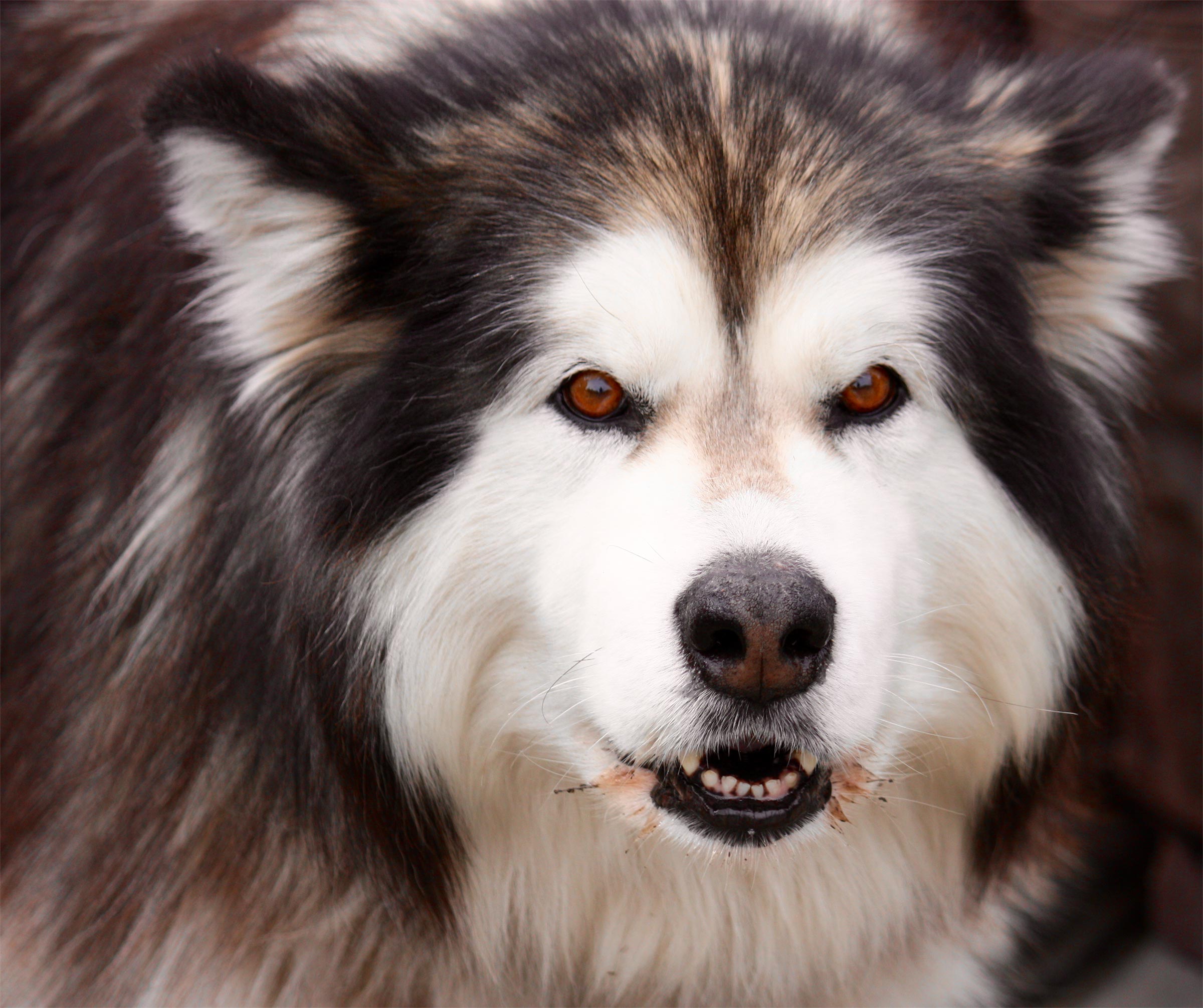 Photo by Roderick Peterson of a DIRE WOLF named Ghost