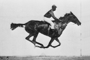 Edward Muybridge: The Horse in Motion